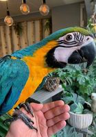 Papagaio de arara azul e dourado... CLASSIFICADOS Bonsanuncios.pt